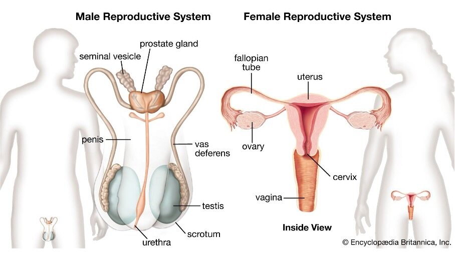 May 4 - 8.2 Male and Female Reproductive Systems