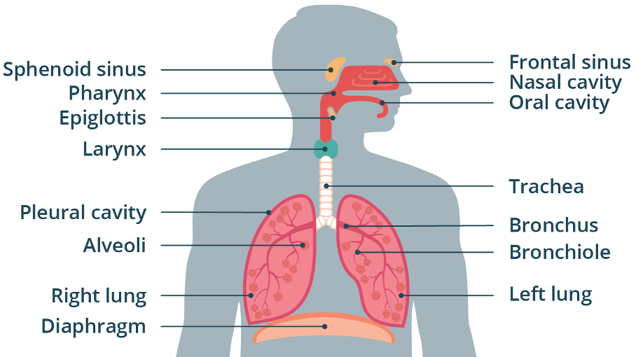 May 11 - 5.1 Respiratory System