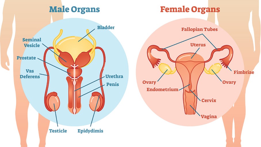 May 18 - 8.2 Reproductive Systems