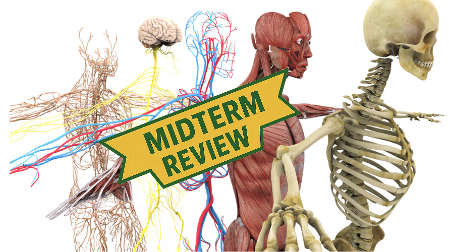 Midterm Review 2/3