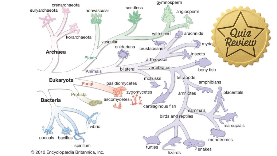 Quiz Review 1/2 - 1.4 (S)