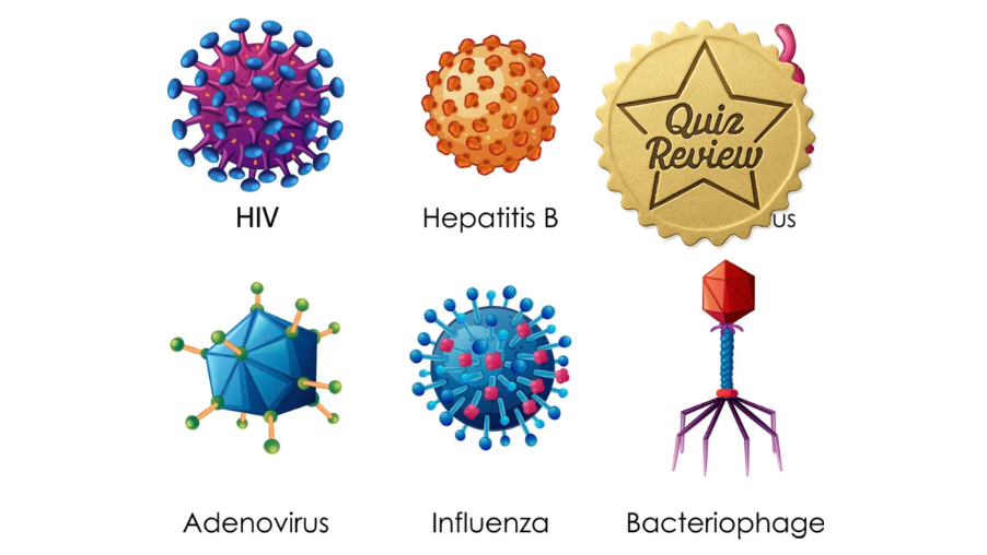 Quiz Review 1/2 - 2.1 (S+)