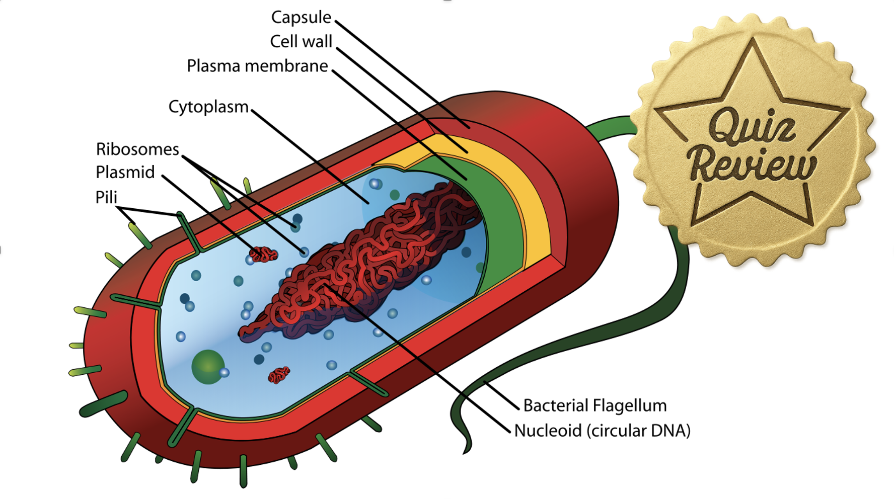 Quiz Review 2/2 - 2.2 (S+)