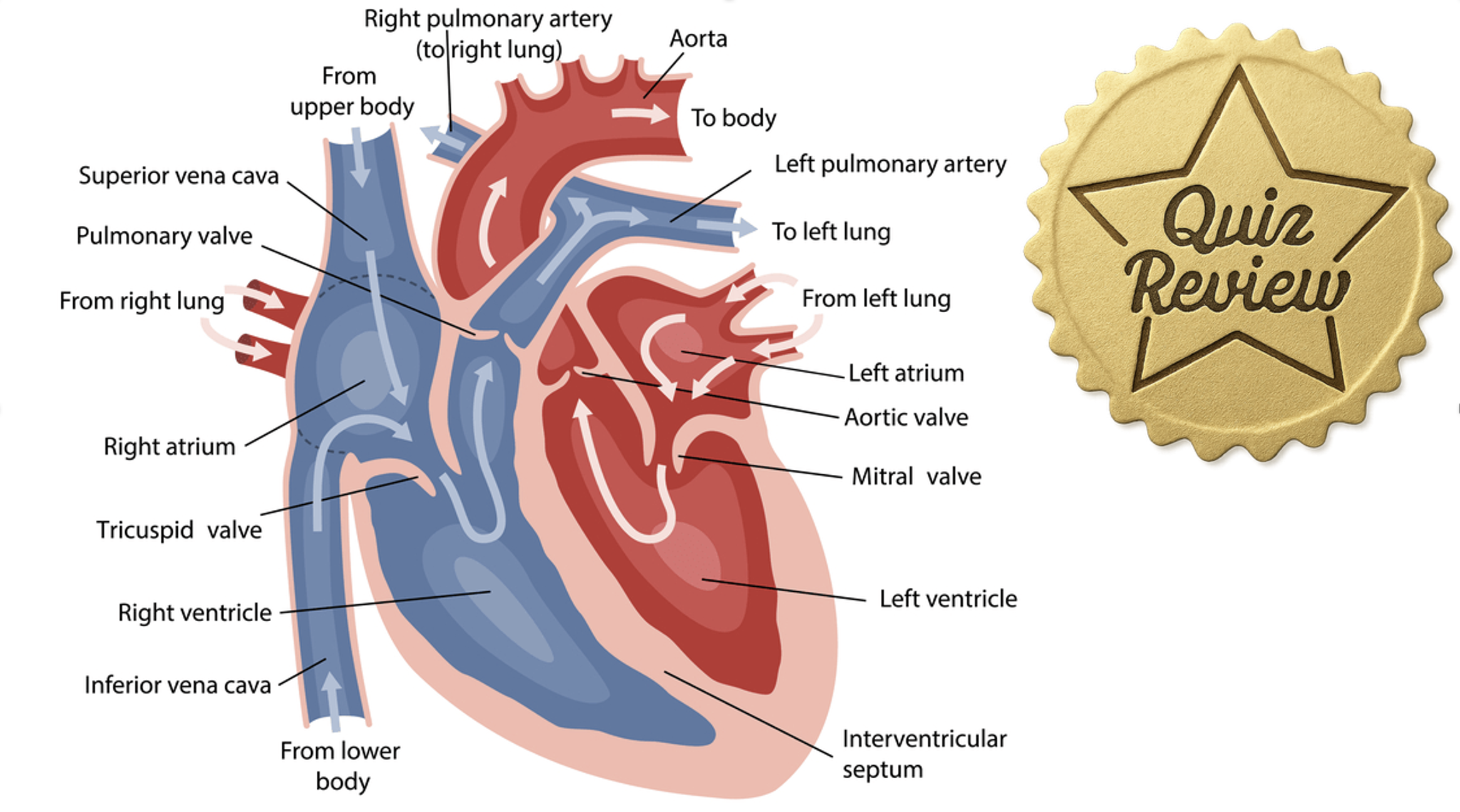 Quiz Review 2/2 - 3.4, 4.1