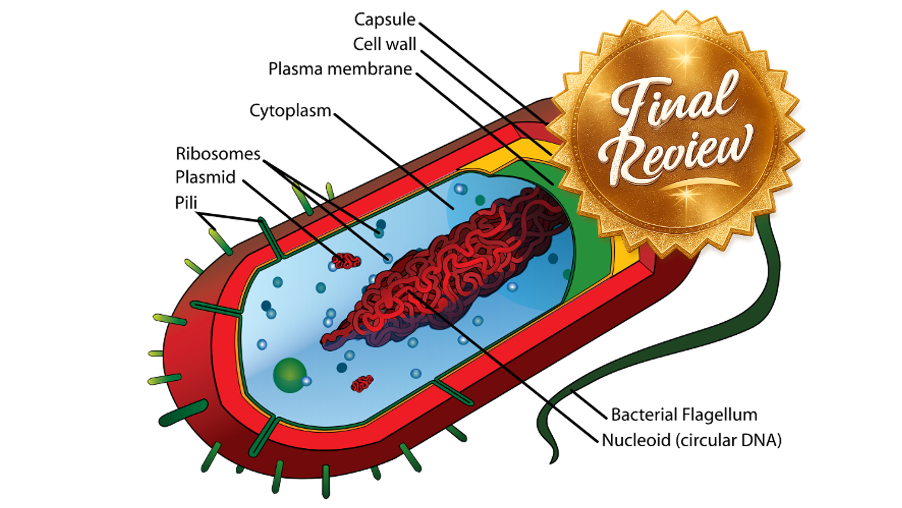Final Review 1/3 - 2.2 (S)