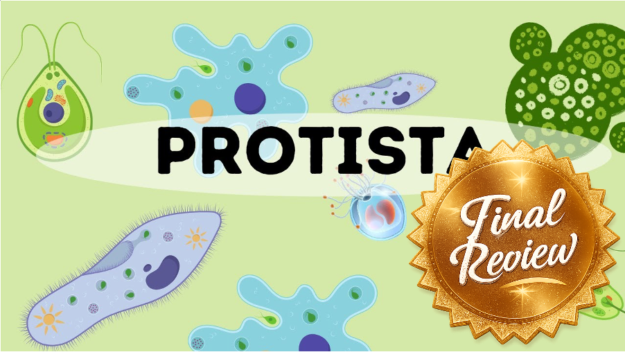 Final Review 2 - 2.2.3, 2.3.1