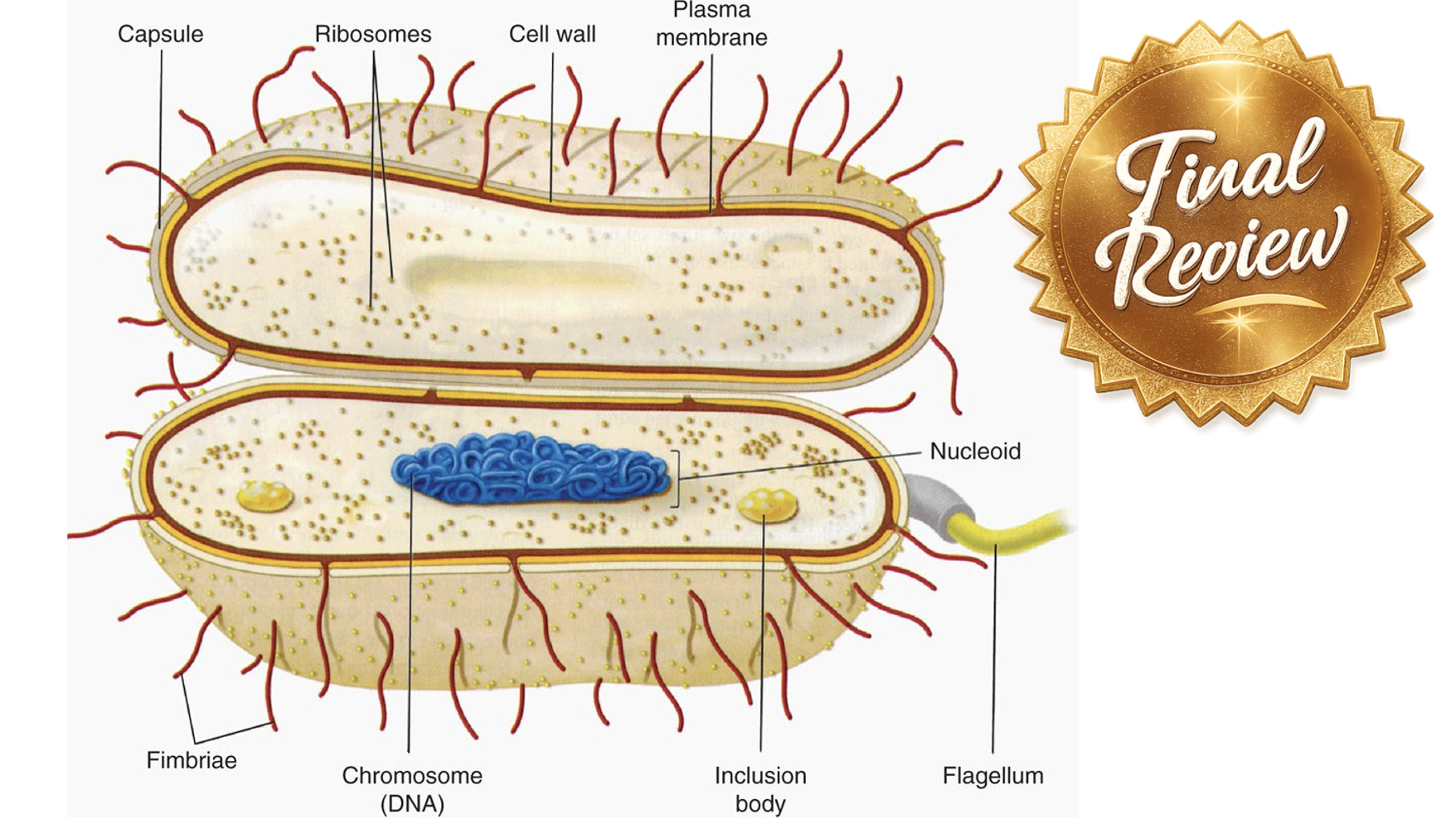(S+) Final Review 3/3 - 2.1 Part 2, 2.2