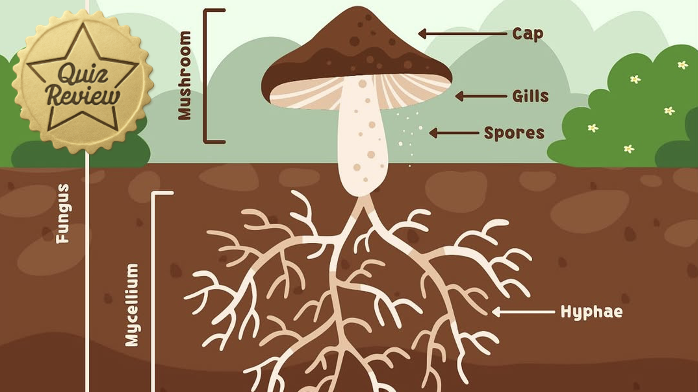 Quiz Review - 2.4, 3.1