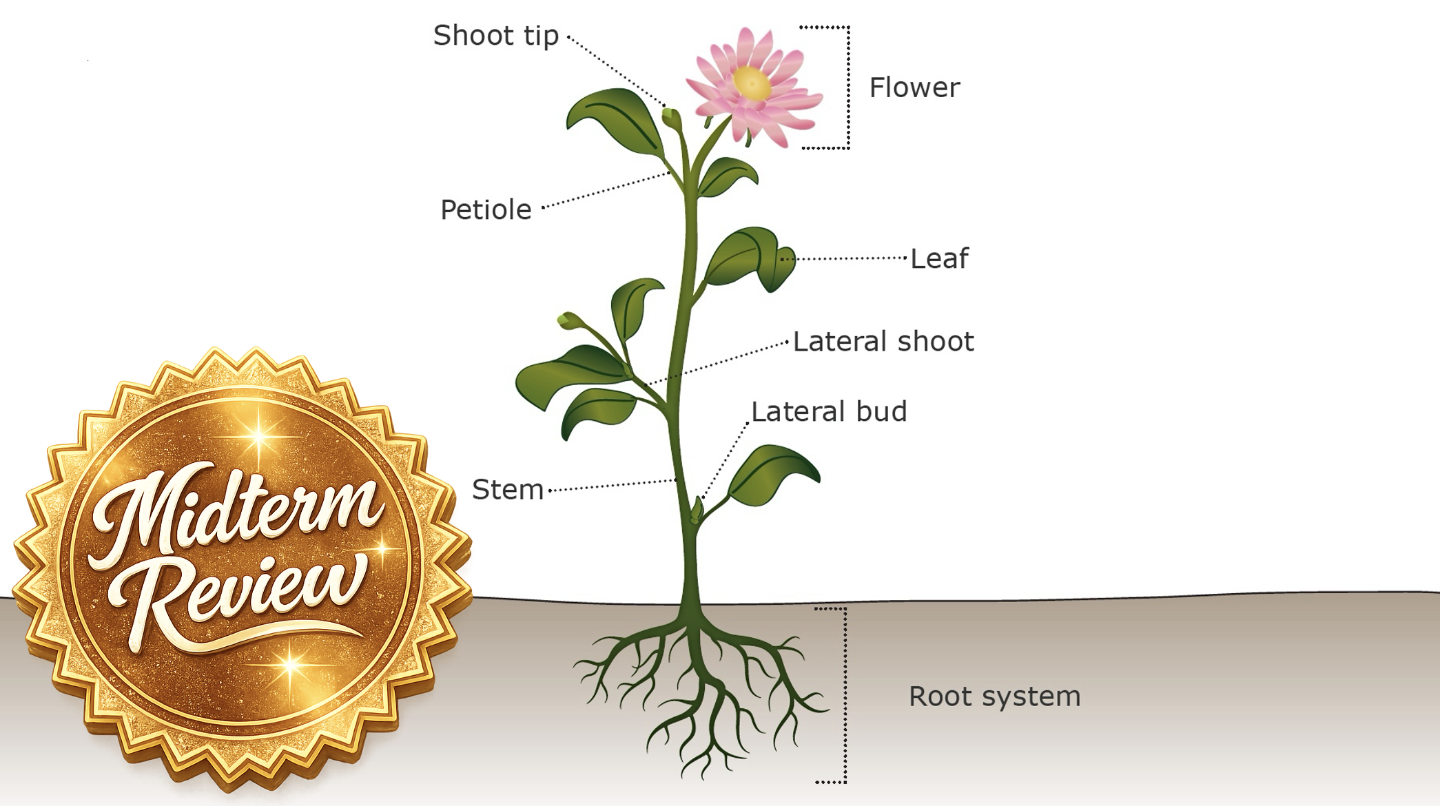 Midterm Review 1 - 3.3 Roots, Stems, and Leaves