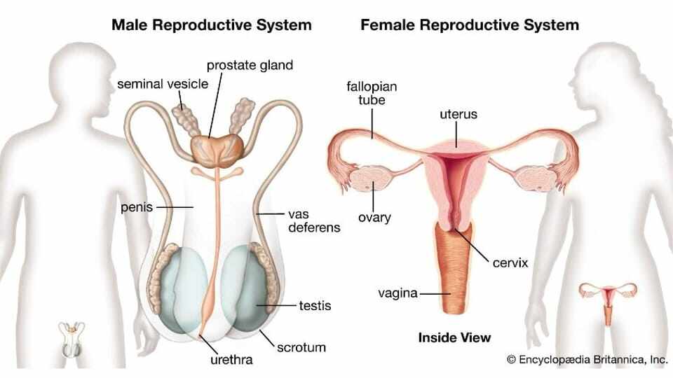 May 4 - 8.2 Male and Female Reproductive Systems