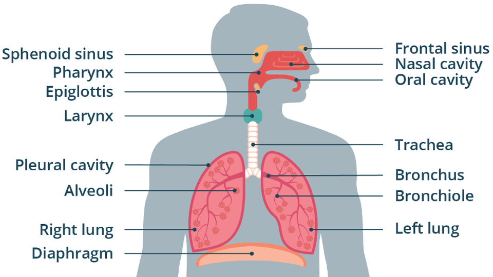May 11 - 5.1 Respiratory System