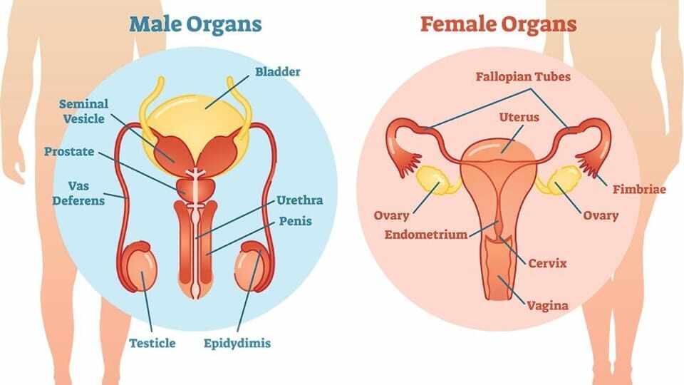 May 18 - 8.2 Reproductive Systems